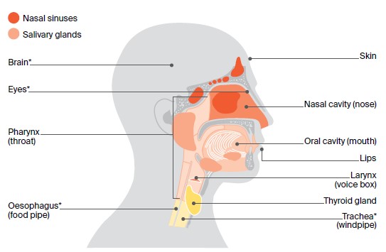 Anatomy of the head and neck